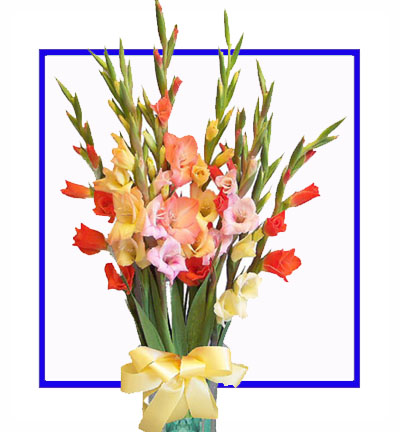 [N-12-R-G-1] Bunch of 12 Red Gladioli with Fillers