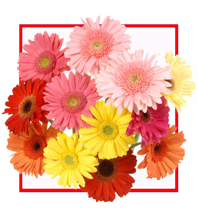 [PN-N-12-RYOP-GER-1] Gerbera flower gift bouquet