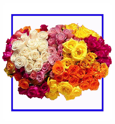 [N-100-RYOP-R-1] Exotic Mixed Colour Dutch Rose Bunch